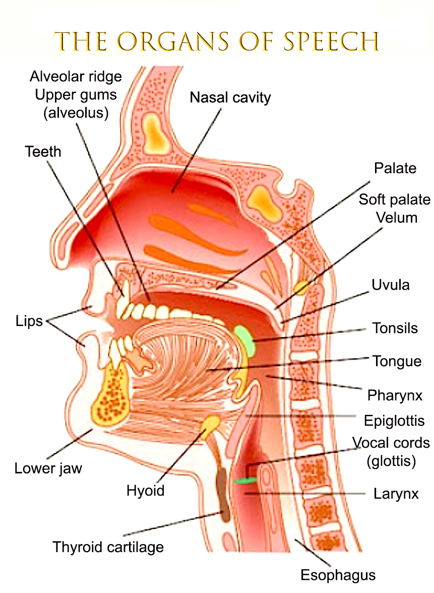 Голосовой язык. Ротовая полость и глотка. Органы речи. Анатомия ротовой полости глотки.